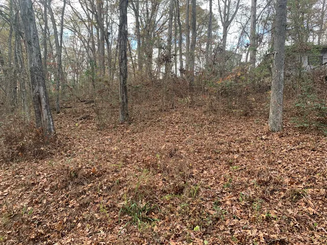 a view of a forest with trees in the background