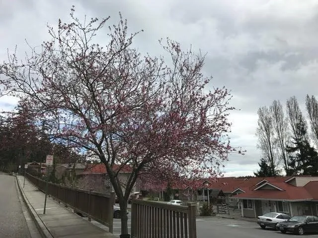 $960 | 525 Perry Place, Friday Harbor, WA 98250