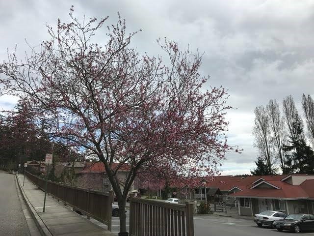 525 Perry Place Friday Harbor, WA 98250 - Photo 3 of 7