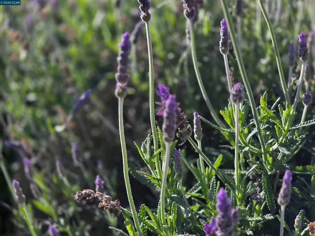 $5,500 | 1878 Elinora Drive, Pleasant Hill, CA 94523