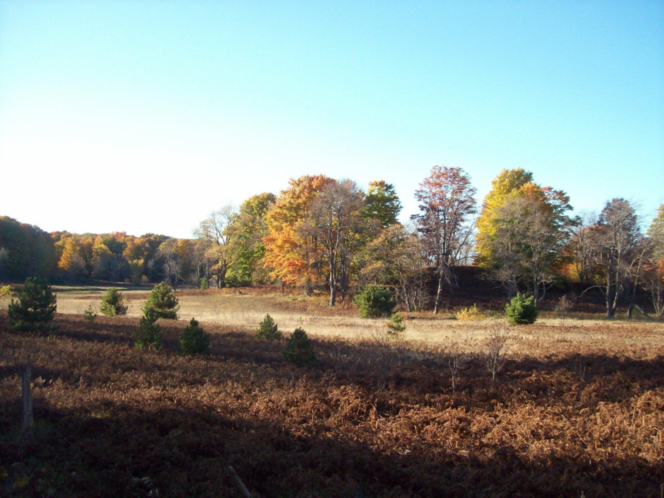 11070 10 1/2 Road Copemish, MI 49625 - Photo 1 of 16 100_7300