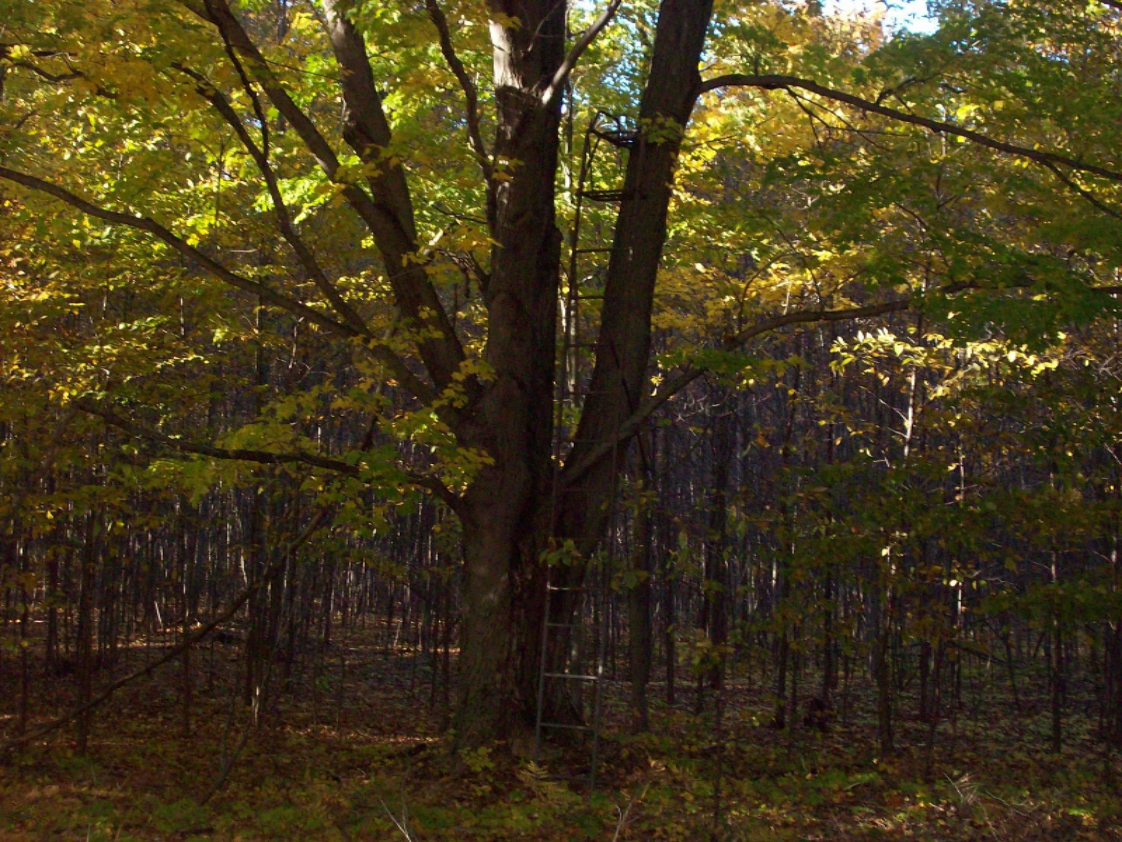 11070 10 1/2 Road Copemish, MI 49625 - Photo 14 of 16 100_7296