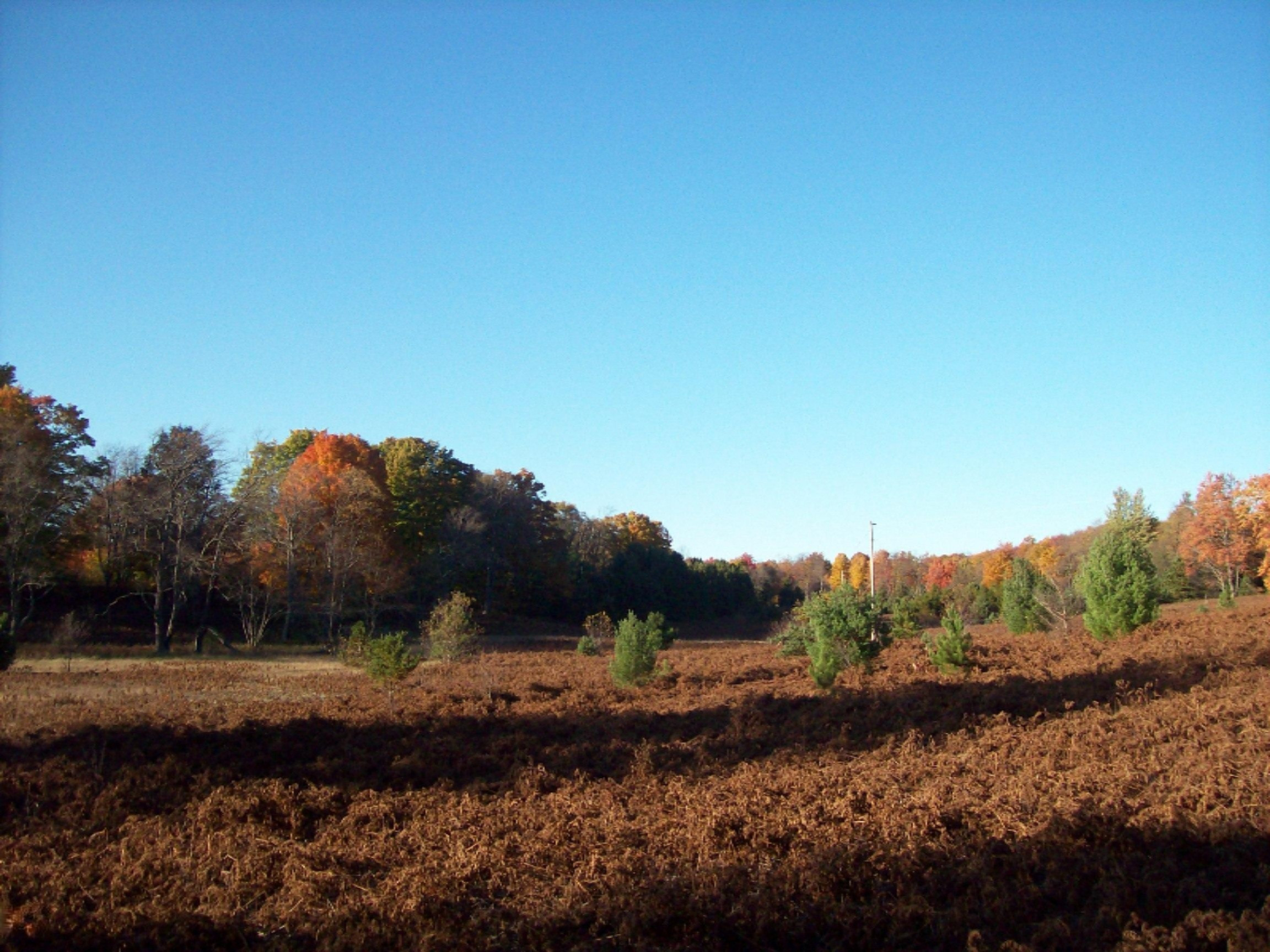 11070 10 1/2 Road Copemish, MI 49625 - Photo 16 of 16 100_7299