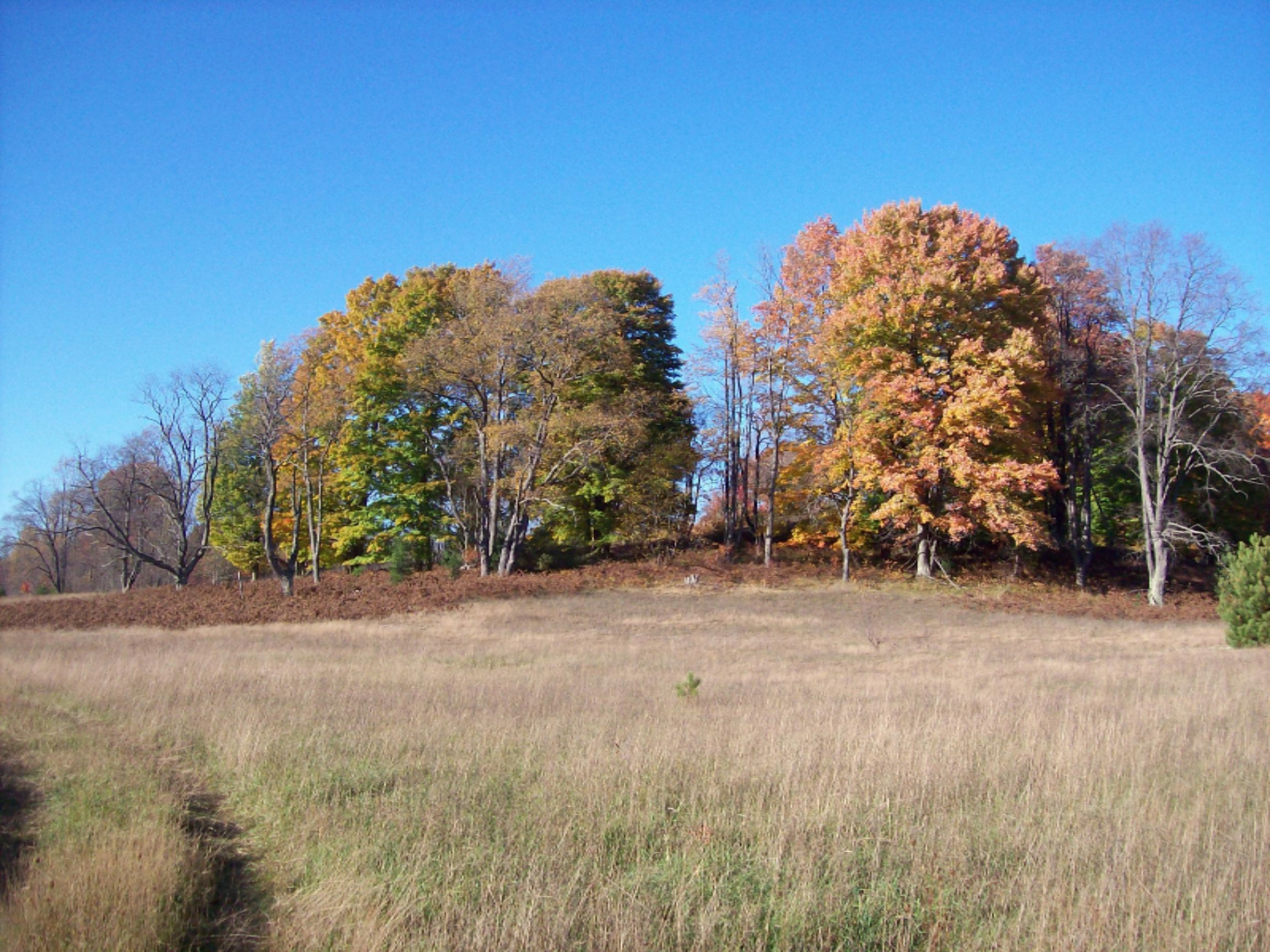 11070 10 1/2 Road Copemish, MI 49625 - Photo 3 of 16 100_7284