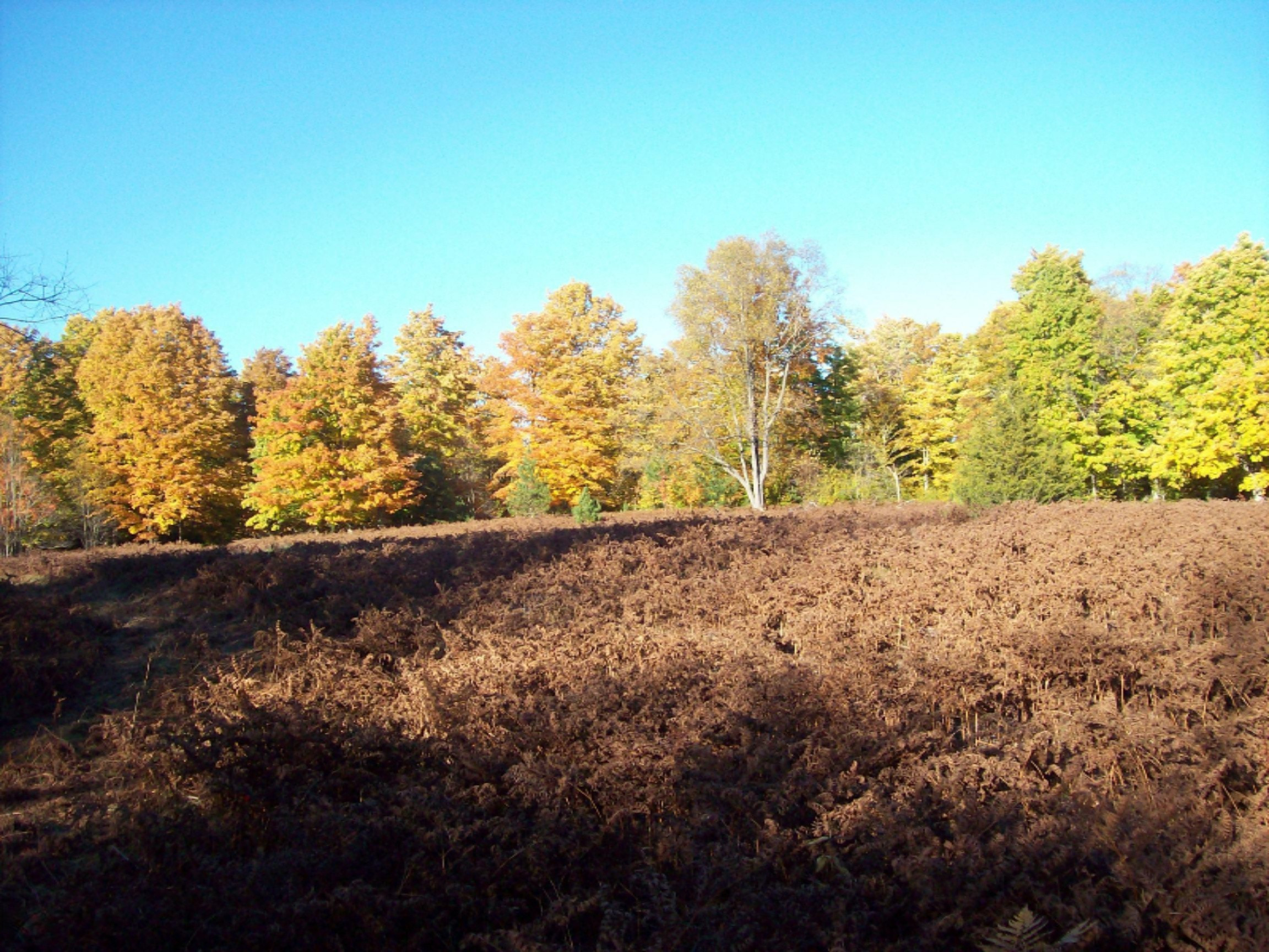 11070 10 1/2 Road Copemish, MI 49625 - Photo 10 of 16 100_7291