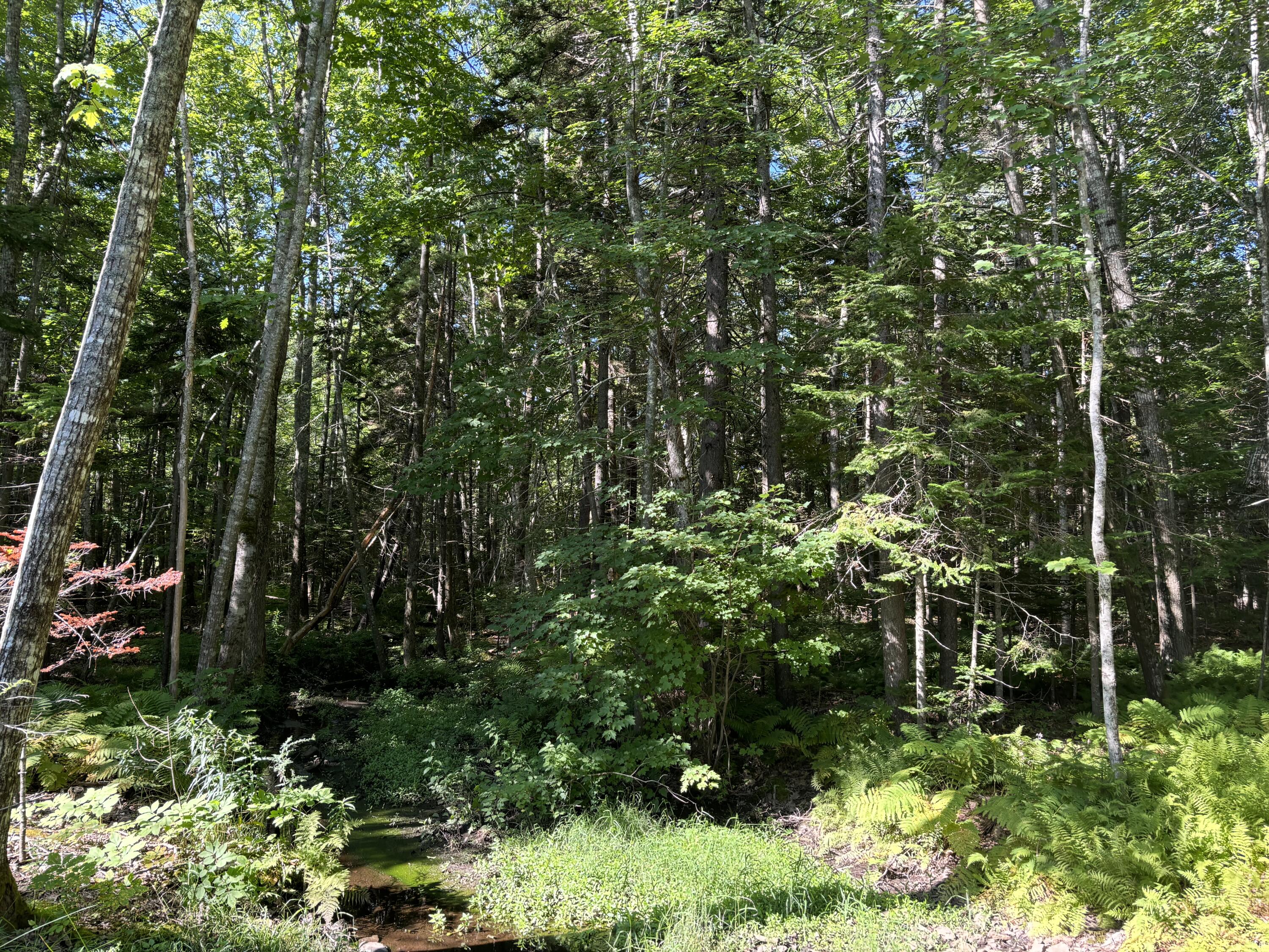 Lot 19 Roxmont Road Rockport, ME 04856 - Photo 1 of 27 Lot 19, Roxmont Road, Rockport (new)