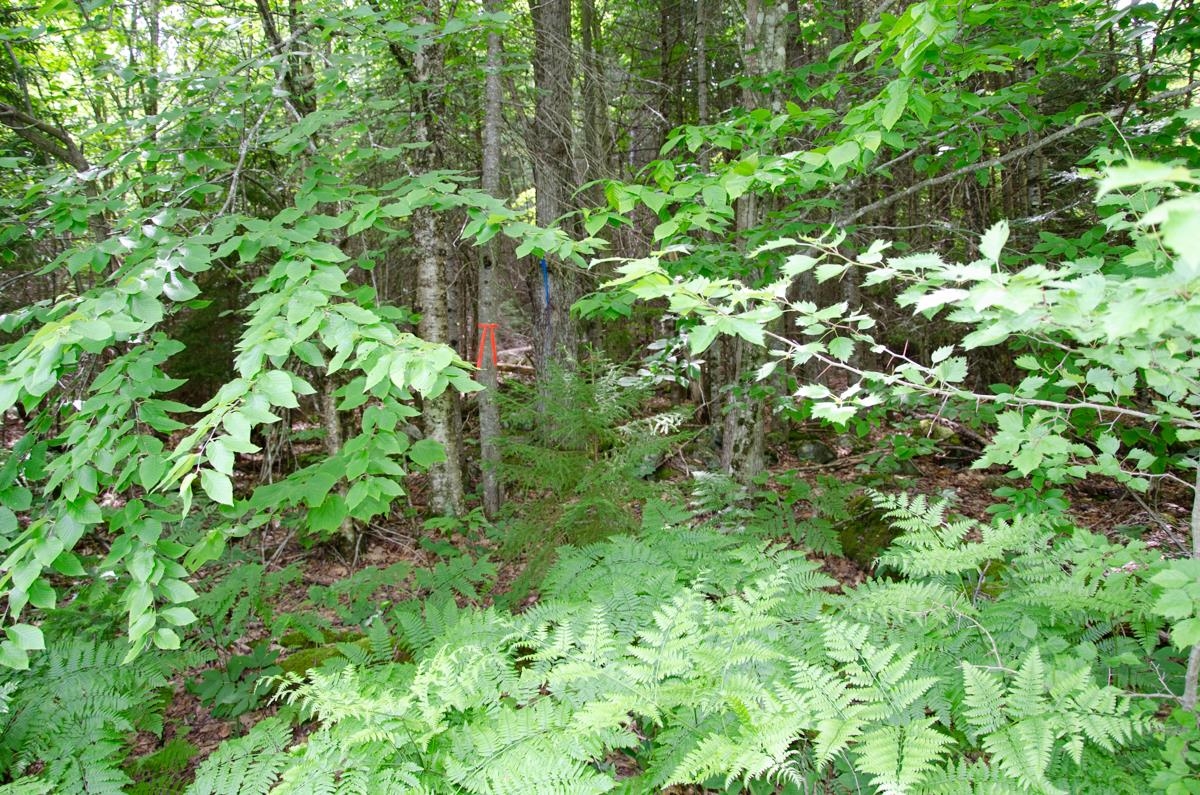0 Jerusalem Road Plainfield, VT 05667 - Photo 5 of 7