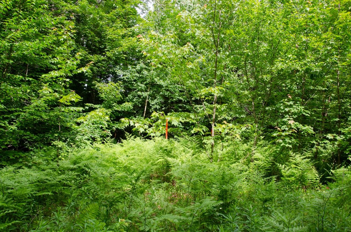 0 Jerusalem Road Plainfield, VT 05667 - Photo 6 of 7