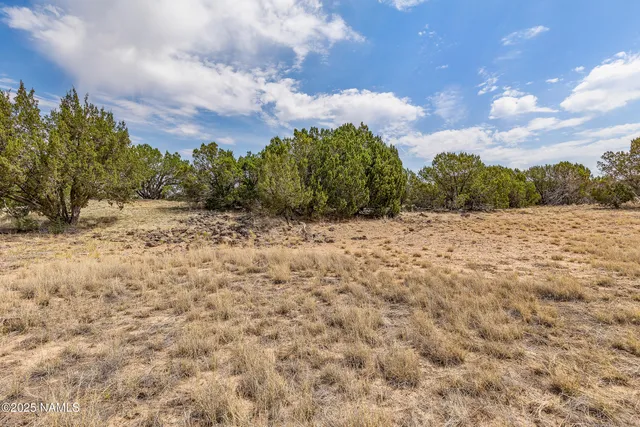 a view of a dry yard with wooden fence