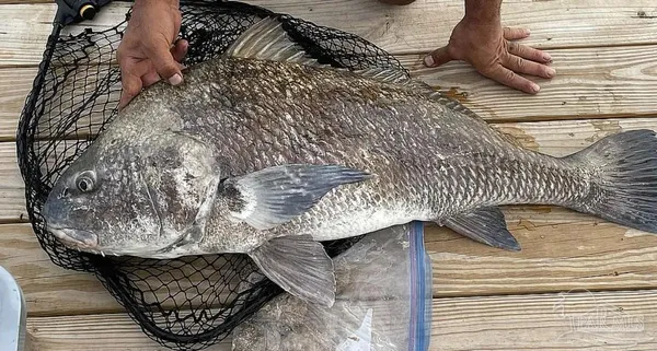 $235,000 | 3605 Andrew Jackson Drive, Pace, FL 32571