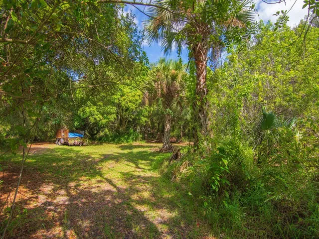 a view of a field with a tree