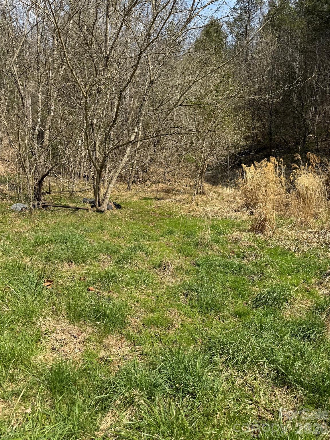 1820 Grapevine Road Marshall, NC 28753 - Photo 40 of 48 a view of a yard with large trees