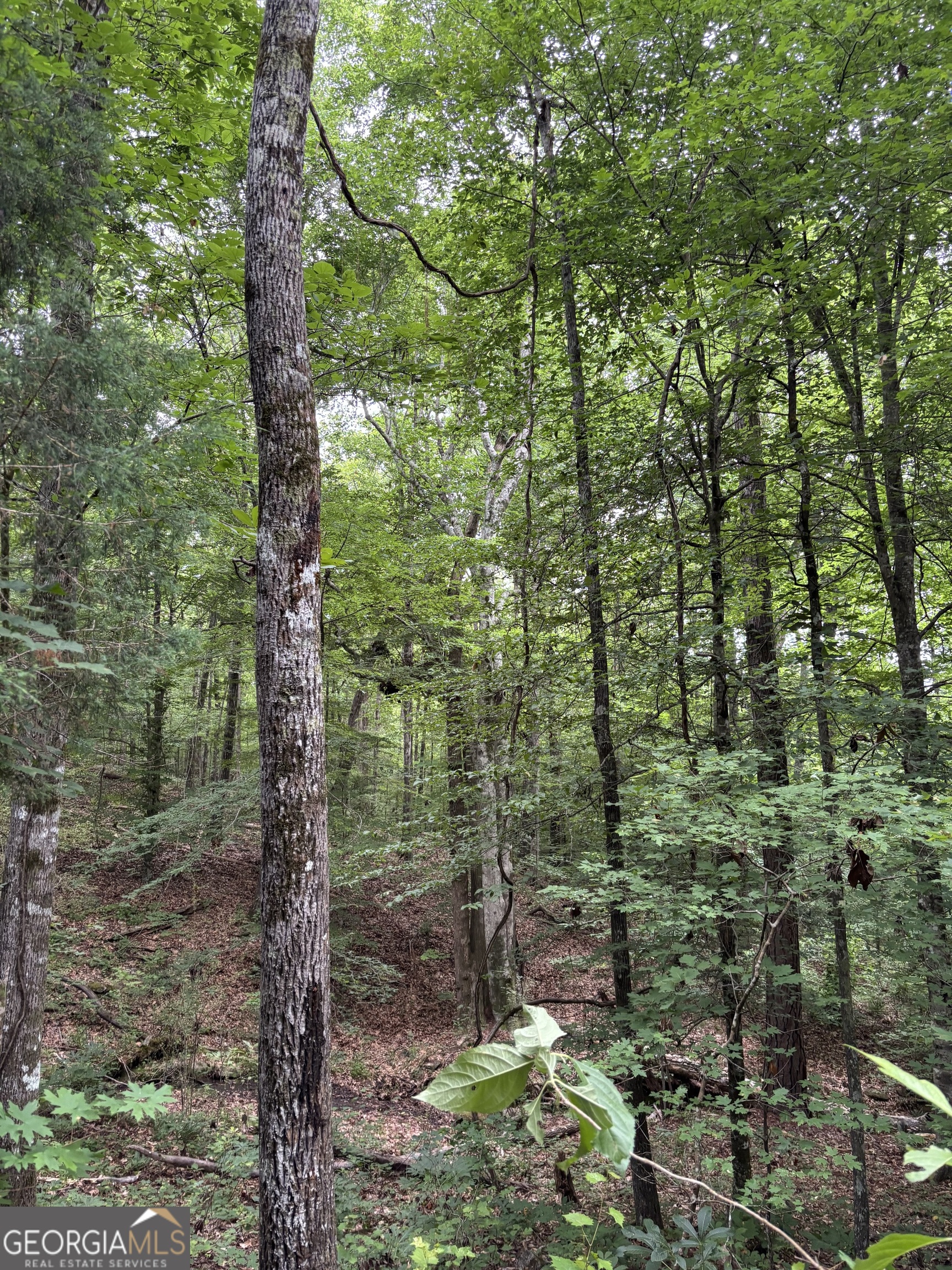 0 County Road 193 Valley, AL 36854 - Photo 22 of 23