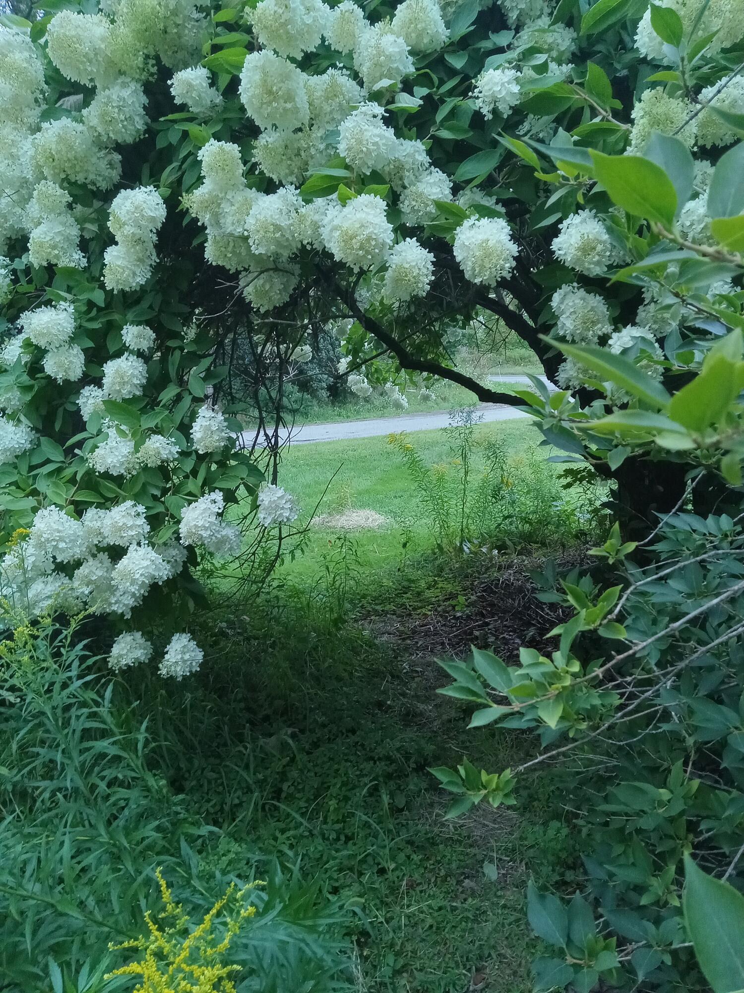8 Jewell Street Brooks, ME 04921 - Photo 12 of 53 Hydrangea