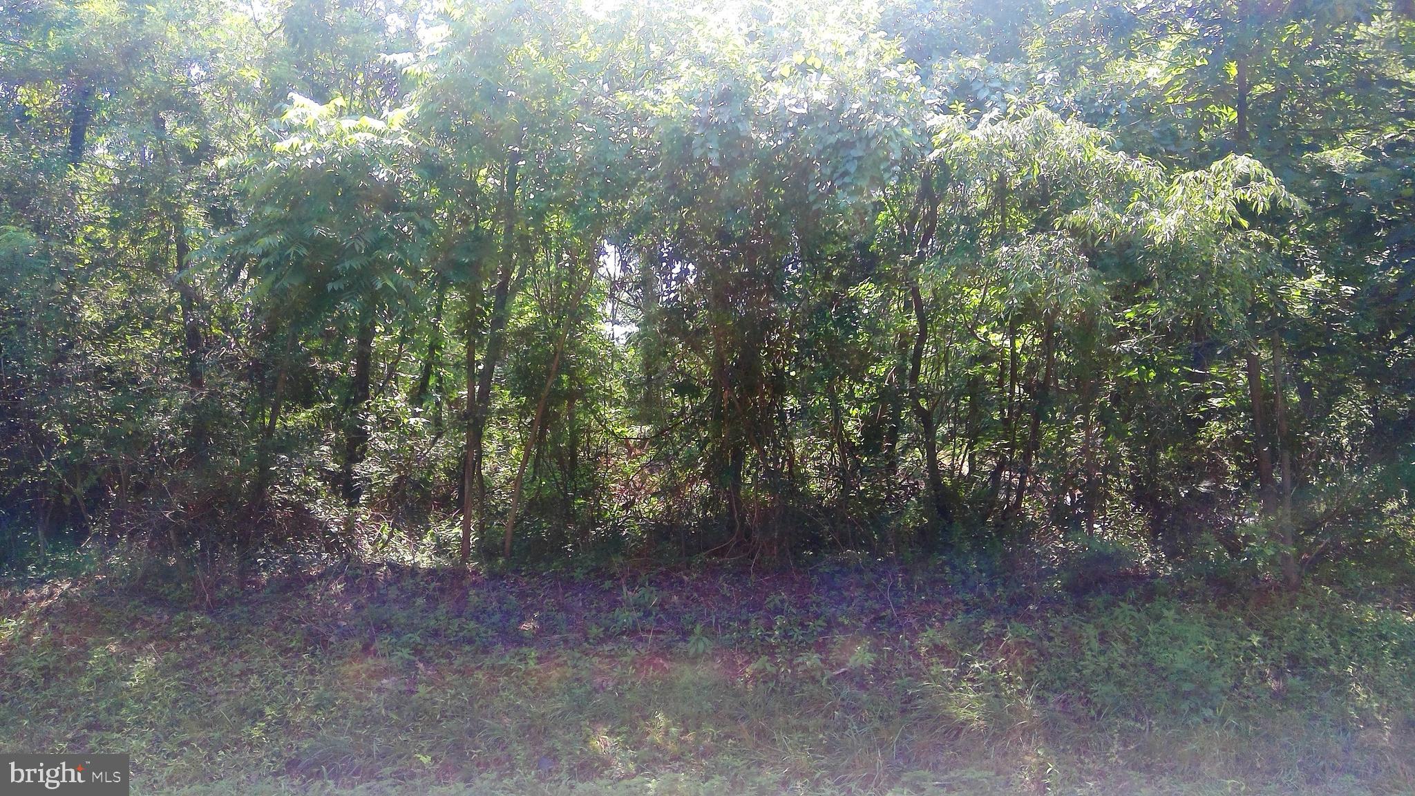 5981 Union Deposit Road Harrisburg, PA 17111 - Photo 4 of 6 Woods screening Union Deposit Rd.