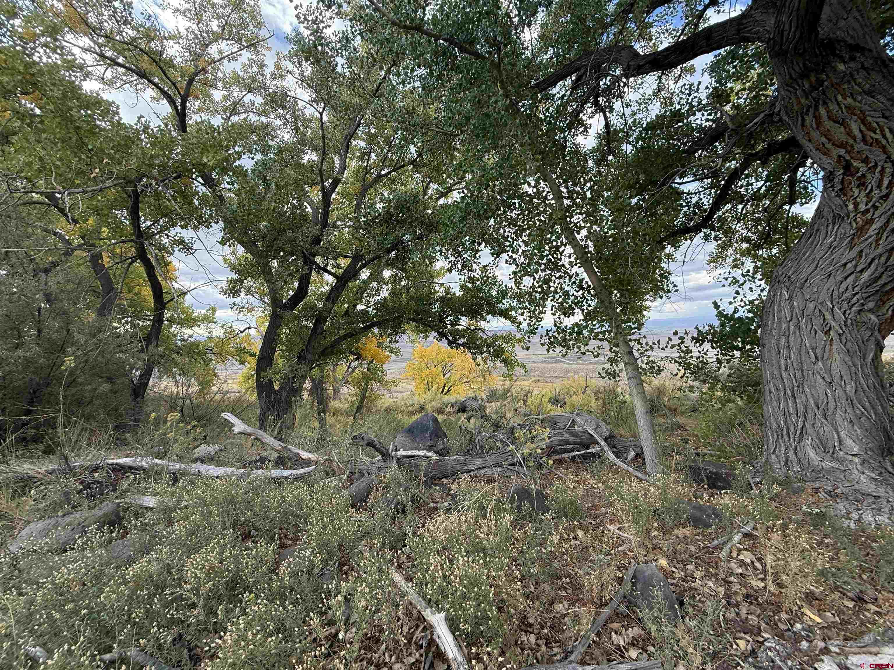 Tbd Payne Siding Road Hotchkiss, CO 81419 - Photo 22 of 38 a view of a forest