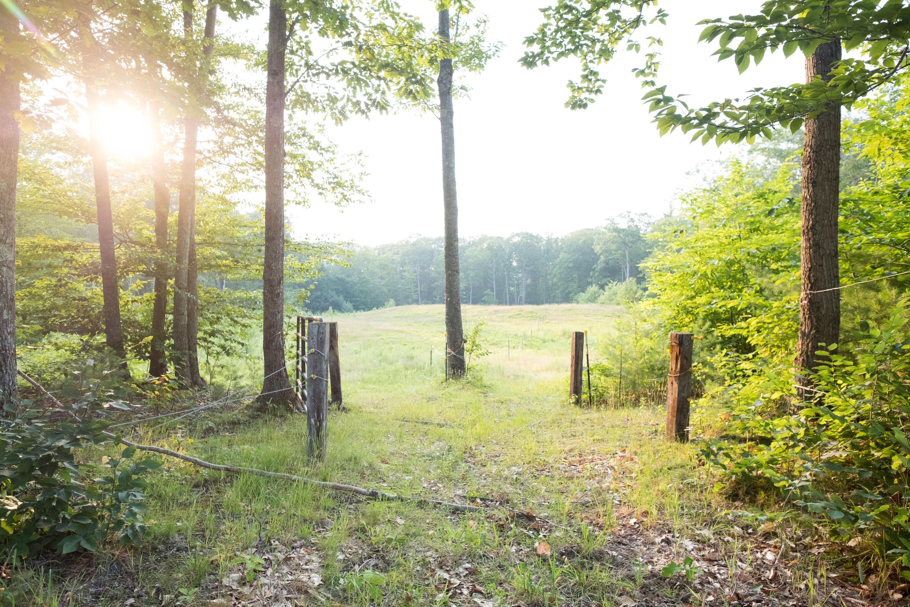 333 Bonny Eagle Road Standish, ME 04084 - Photo 74 of 79 pasture-1202