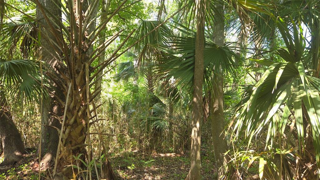 2140 St Johns River Road Astor, FL 32102 - Photo 3 of 13 a backyard of a house