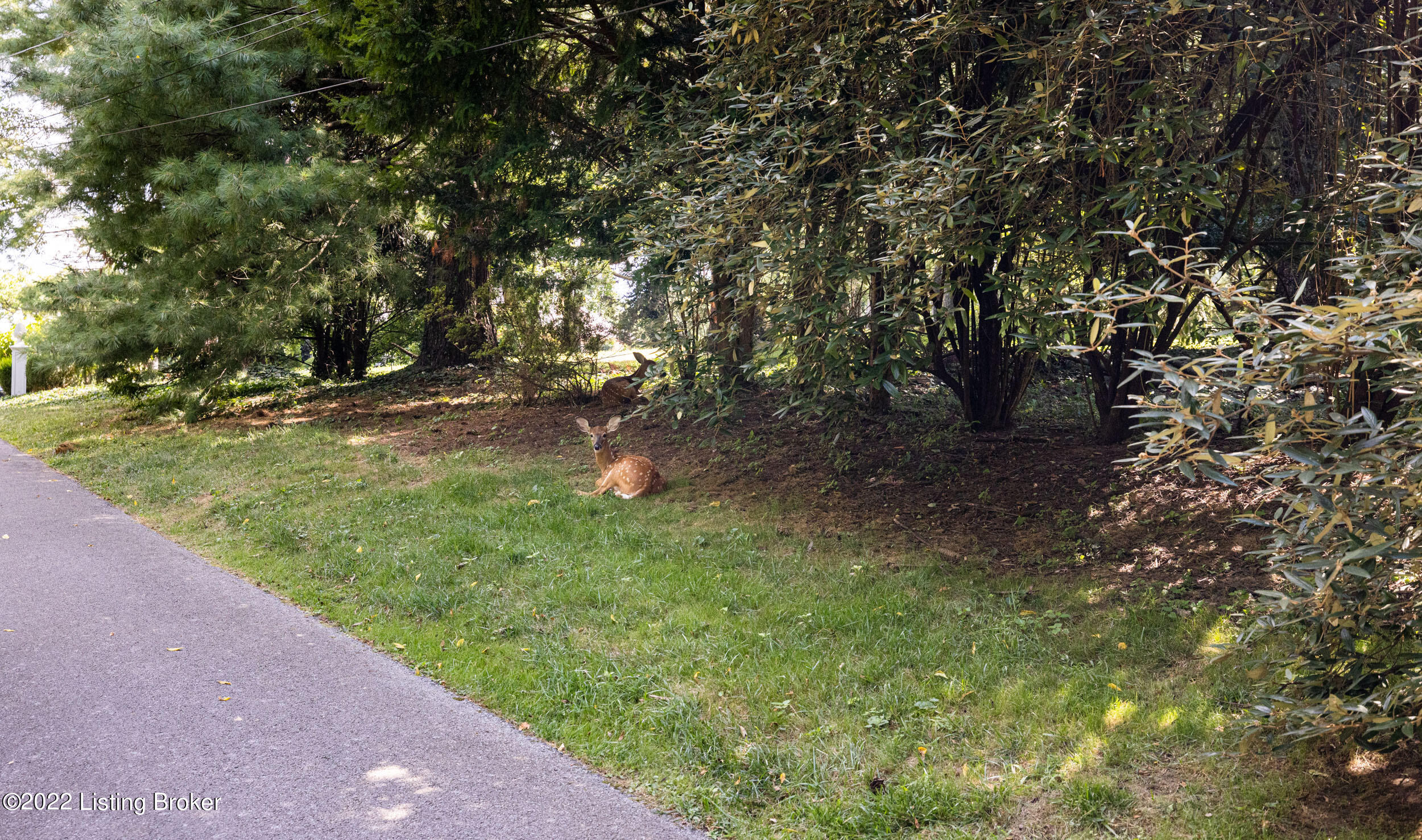 1003 Devon Road Goshen, KY 40026 - Photo 76 of 77 Two fawns call Walnut Hill home!