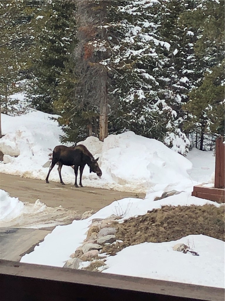 344 Rena Road Breckenridge, CO 80424 - Photo 29 of 32 The wildlife the enjoy stopping!