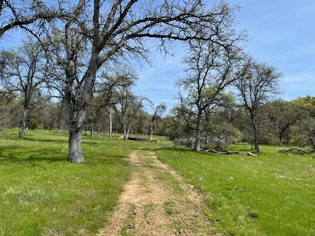 a view of a field with trees