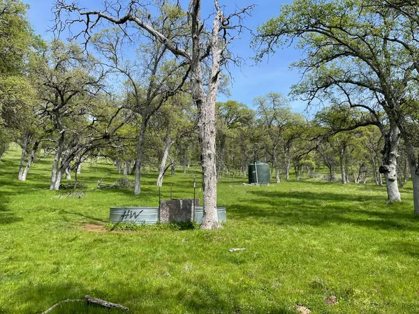 a view of a park with large trees