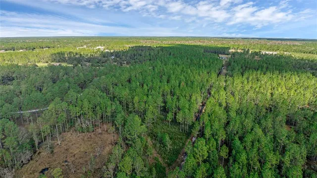 a view of a lush green forest with lots of trees