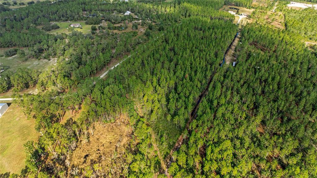 1 Wild Cur Road Pierson, FL 32180 - Photo 8 of 9 a view of a lush green forest with lots of trees