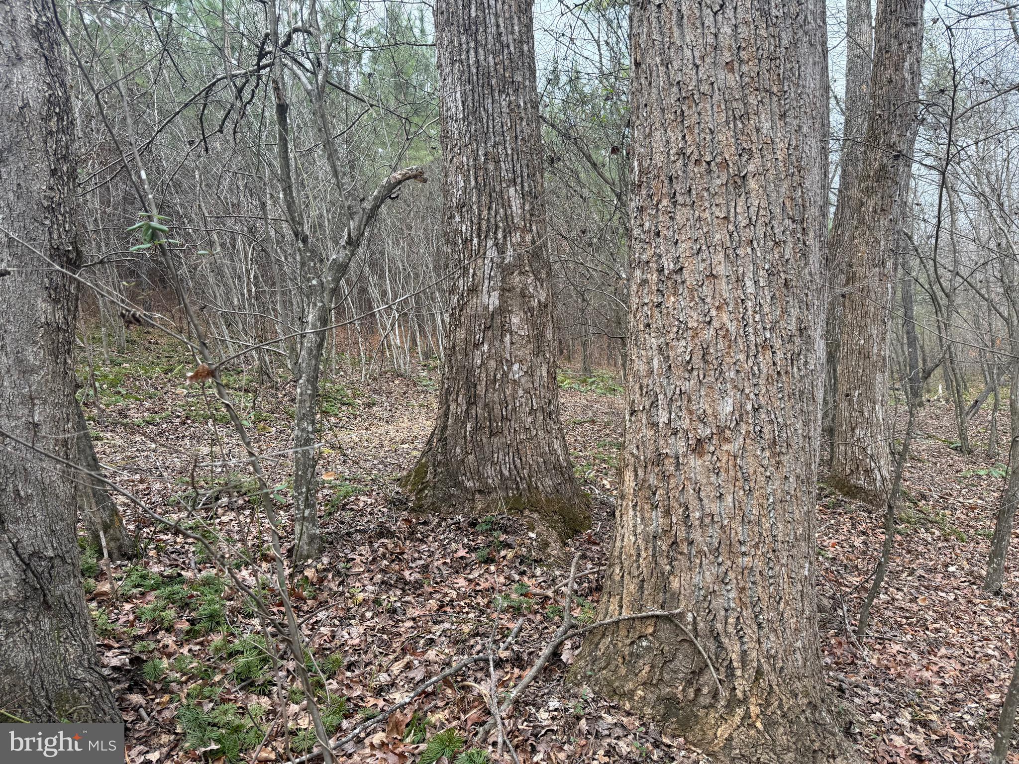 Lot C2 Hardware Road Arvonia, VA 23004 - Photo 6 of 11