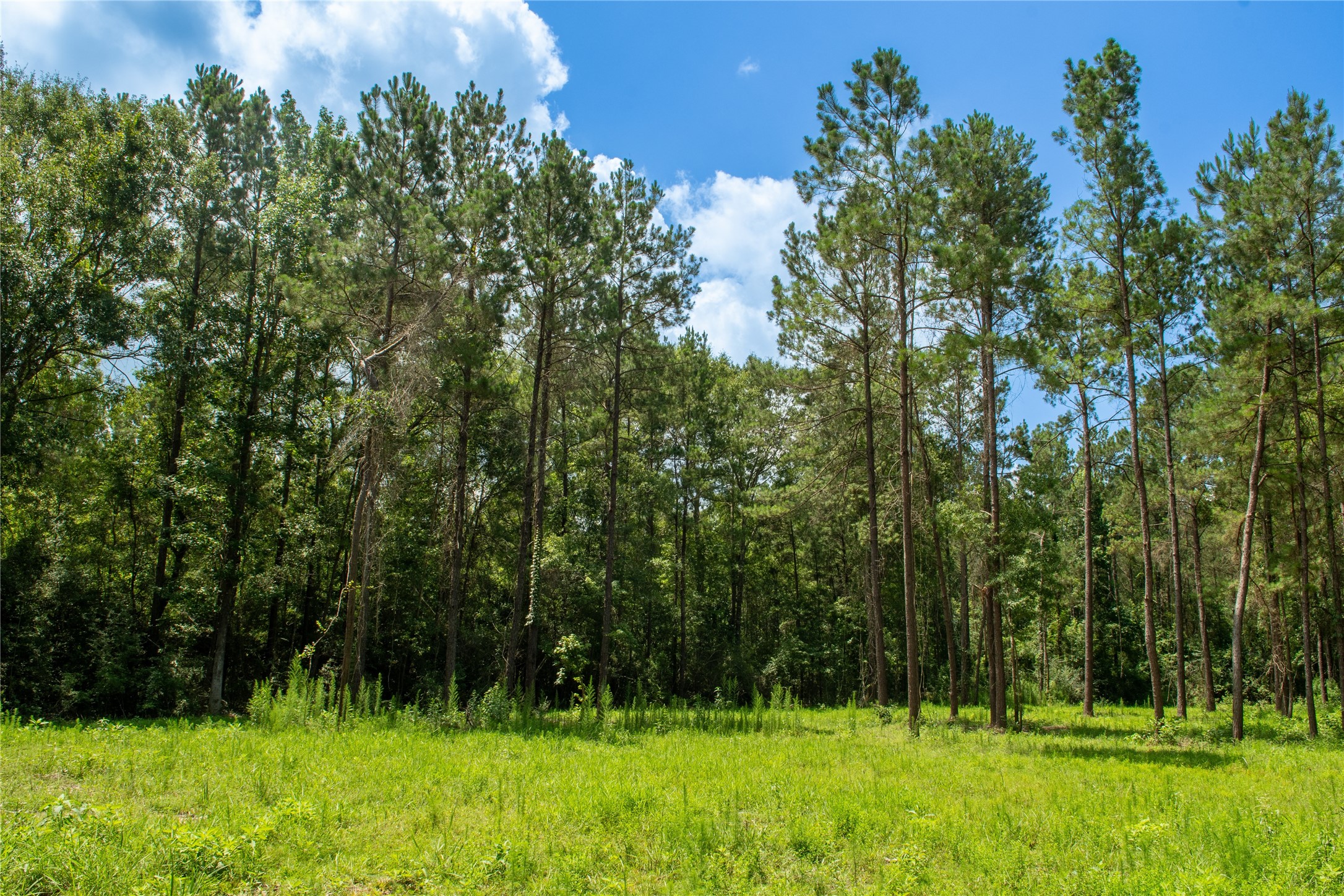0 County Road 547 Call, TX 75933 - Photo 11 of 26