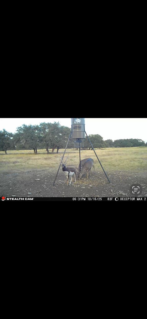 171 Crooked Tree Circle, Unit 13 Harper, TX 78631 - Photo 10 of 11