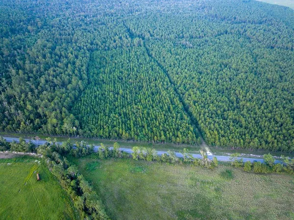 a view of a field with a tree