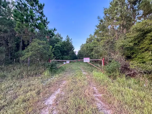 a view of a lush green forest
