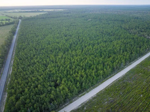 a view of a lush green forest with lush green forest