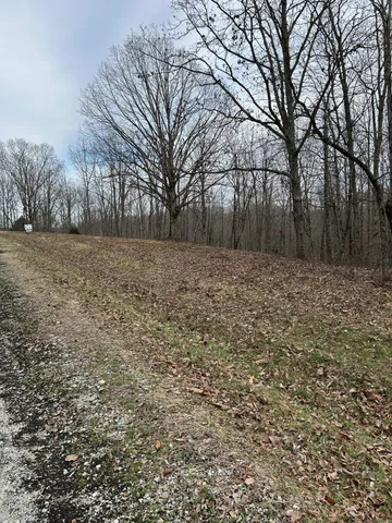 a view of yard with trees