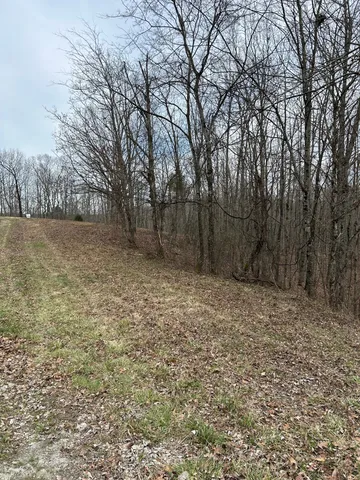 a view of a backyard with trees