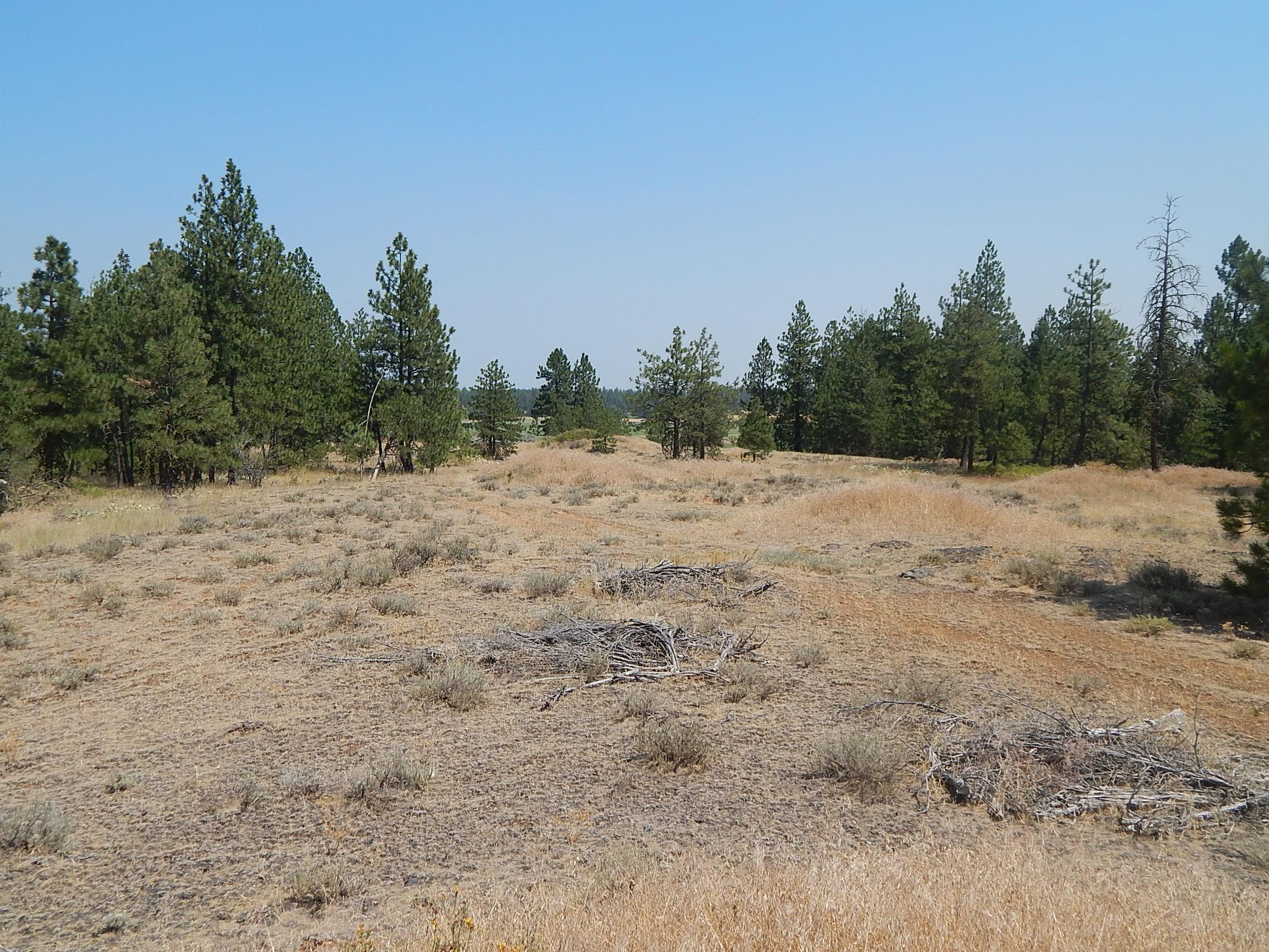 249014 West Kitt Road Reardan, WA 99029 - Photo 8 of 23