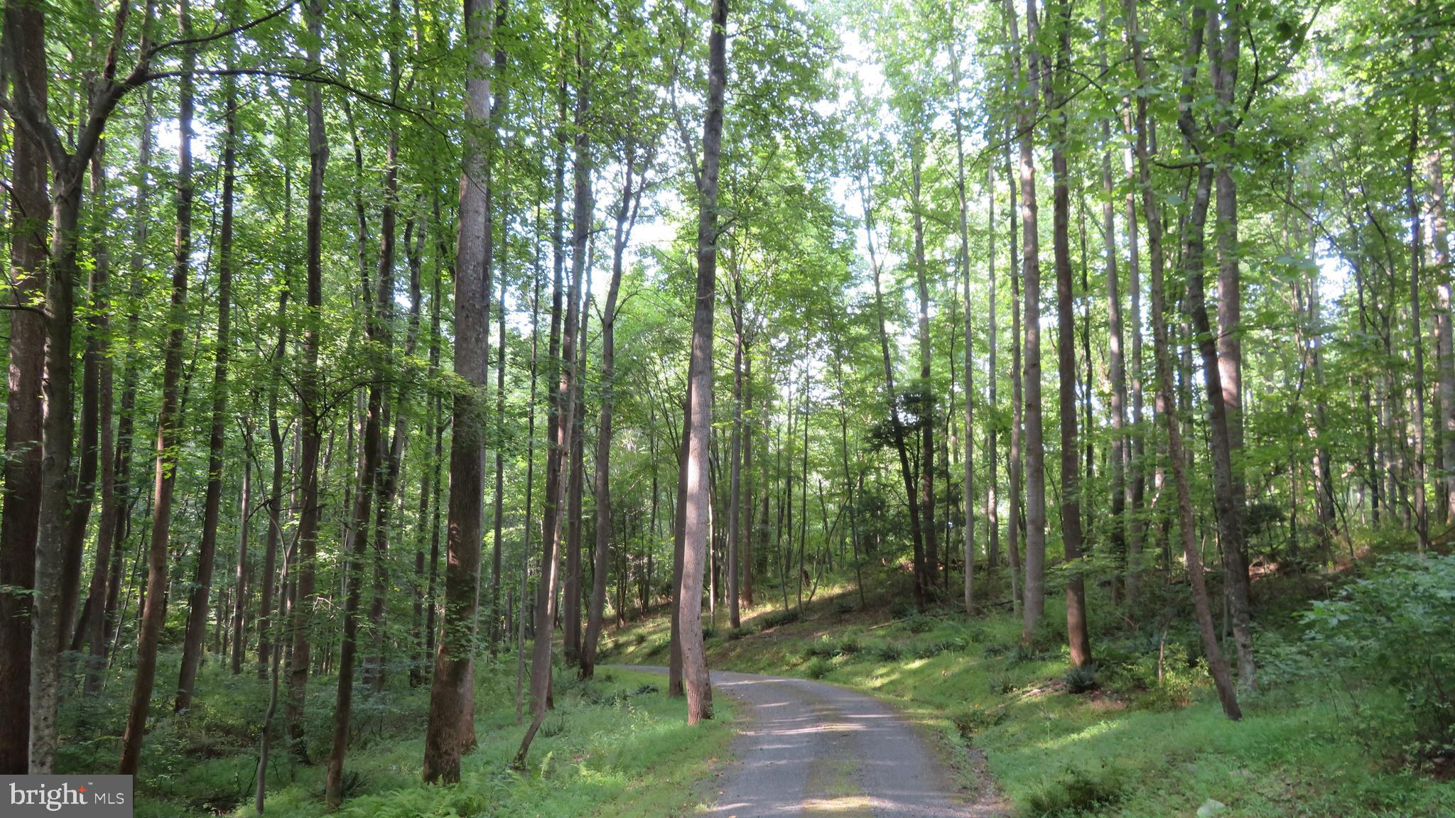 135 Sharp Rock Road Sperryville, VA 22740 - Photo 2 of 58 Entry drive