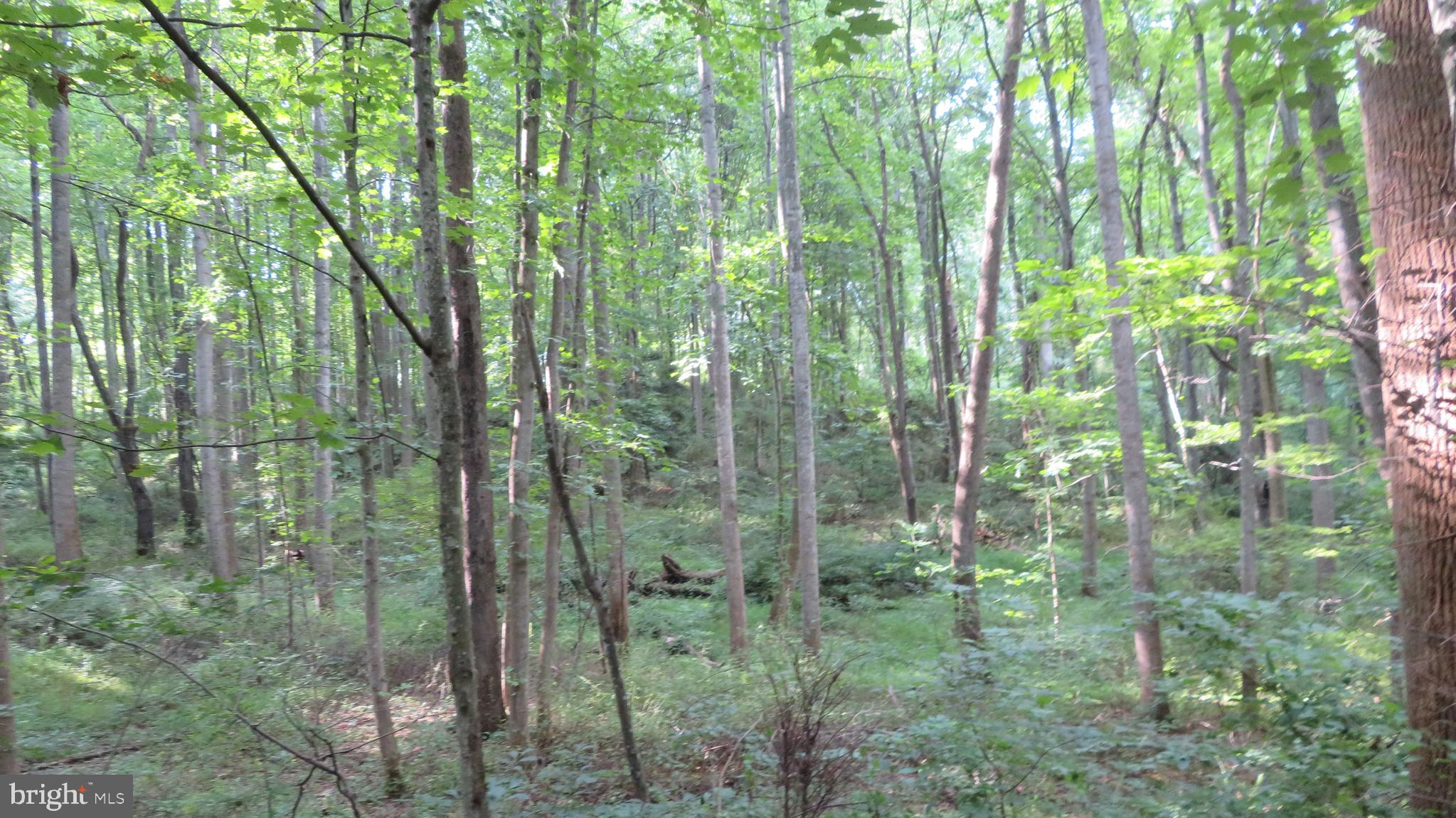 135 Sharp Rock Road Sperryville, VA 22740 - Photo 3 of 58 Forest along entry