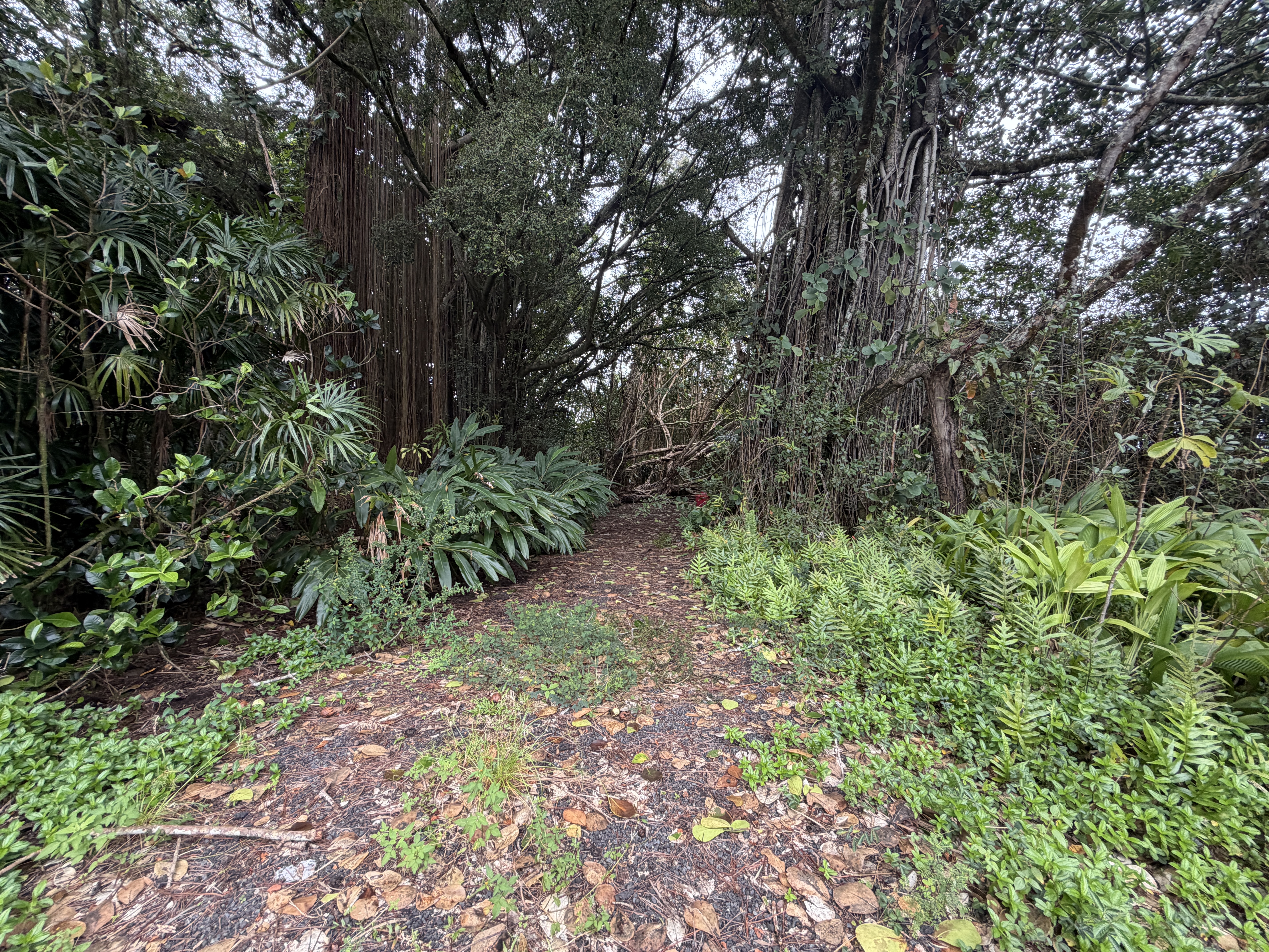 1310 A Pahoa Road Pahoa, HI 96778 - Photo 4 of 19 Gallery Image 4