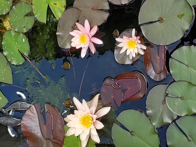 2403 Pristine View Road Charleston, SC 29414 - Photo 38 of 82 20210429_110901