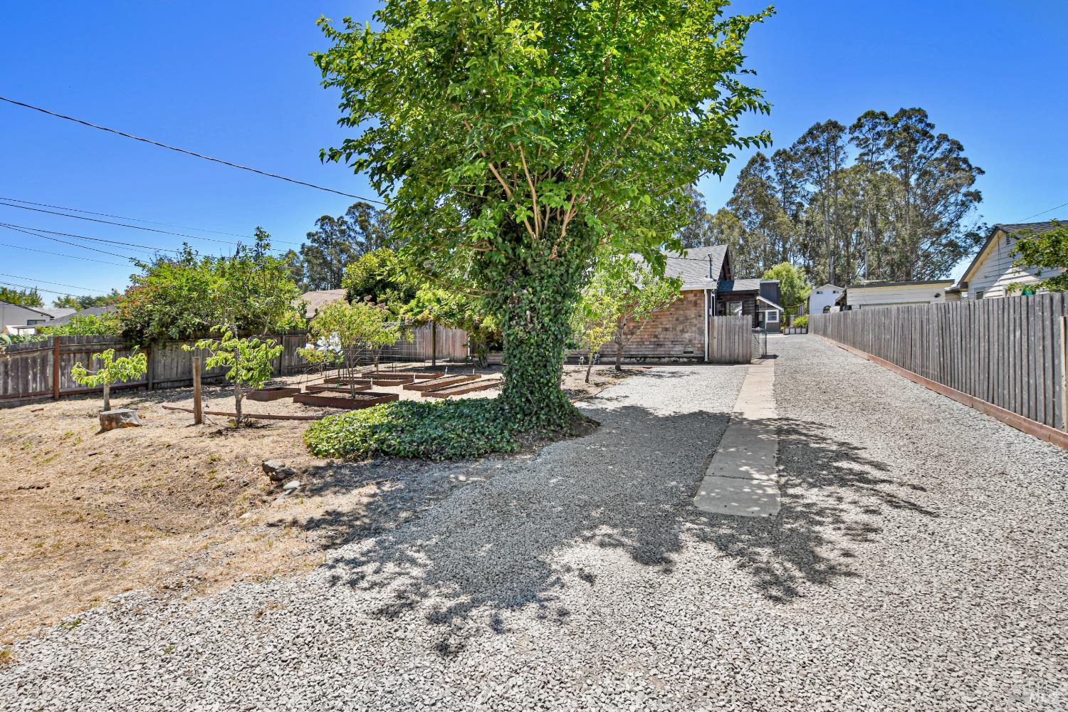 866 Yuba Drive Santa Rosa, CA 95407 - Photo 2 of 73 FRONT YARD OF COTTAGE WITH WISTERIA & FRUIT TREES