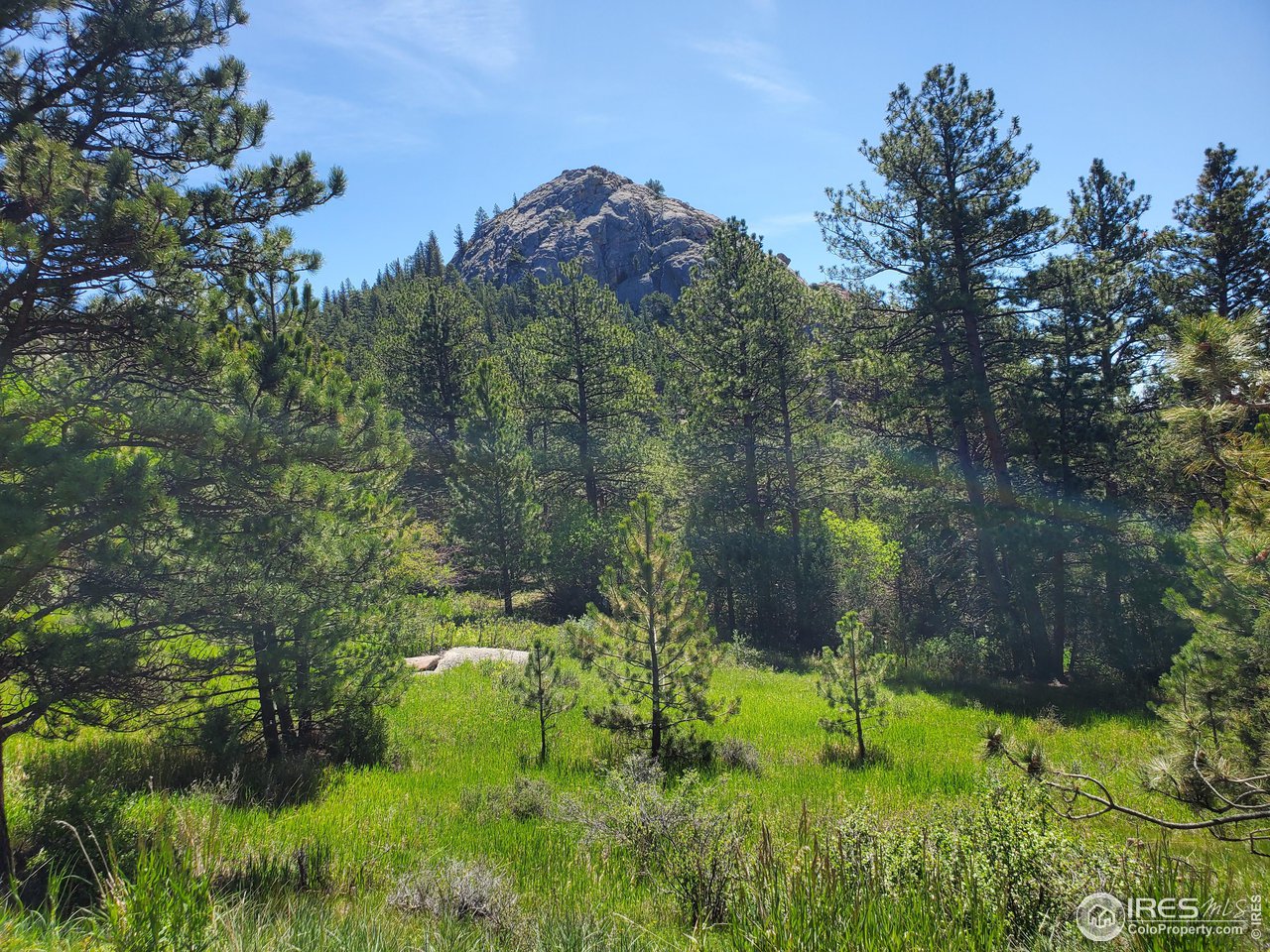 a backyard of a house with a yard and large trees