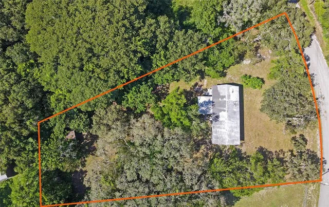 a close up of a plant in a garden