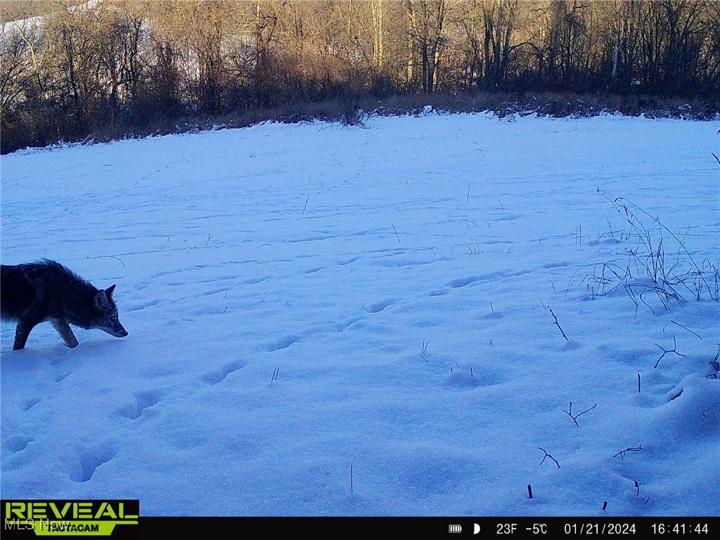 0 Wolfe Run Road Belleville, WV 26133 - Photo 27 of 38 Coyote