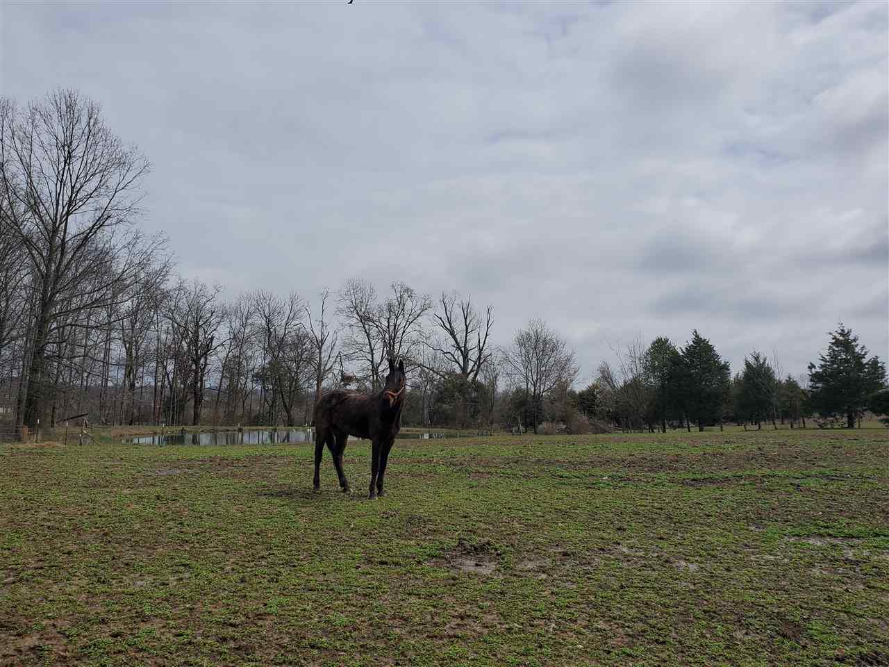 301 Lack Road Elkton, KY 42220 - Photo 31 of 33 Gallery Image 31