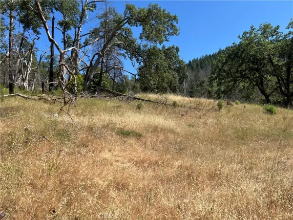 a view of a yard with a tree