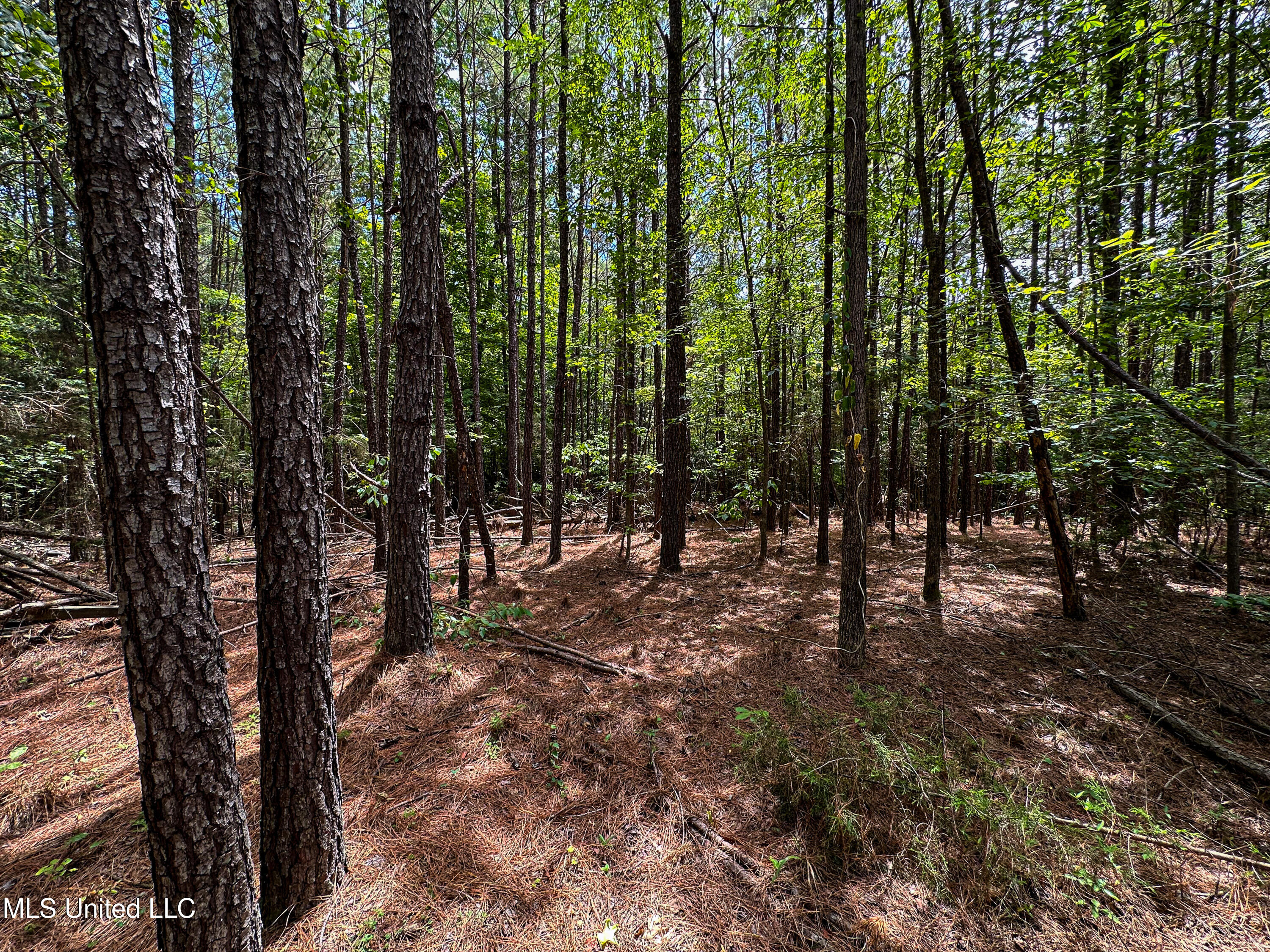 2 Grubb Springs Road Hamilton, MS 39746 - Photo 9 of 10 IMG_8880