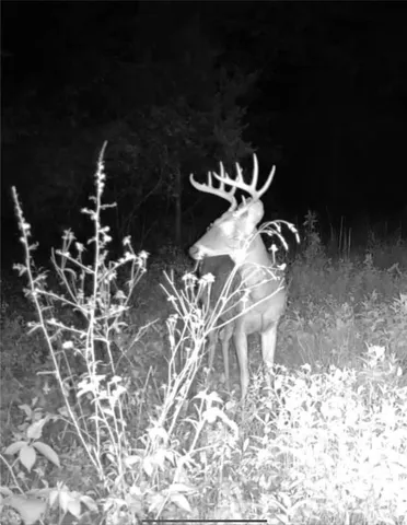 $239,900 | 0 Highway 32, Salem, MO 65560