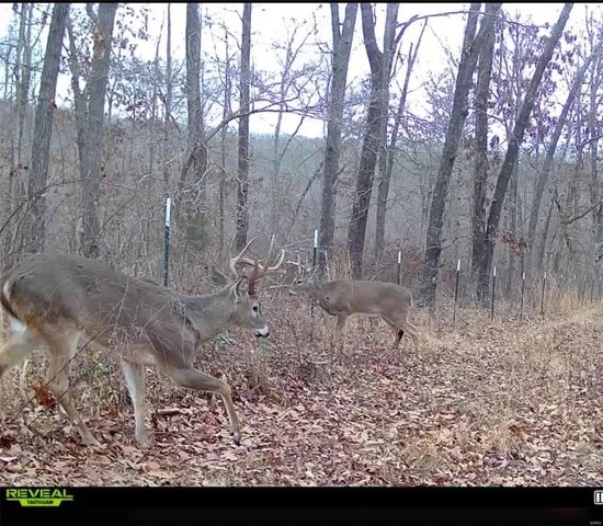 $239,900 | 0 Highway 32, Salem, MO 65560